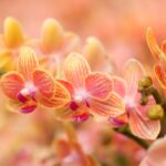 Siga um passo a passo como plantar orquídea; saiba mais agora - reprodução: Canva