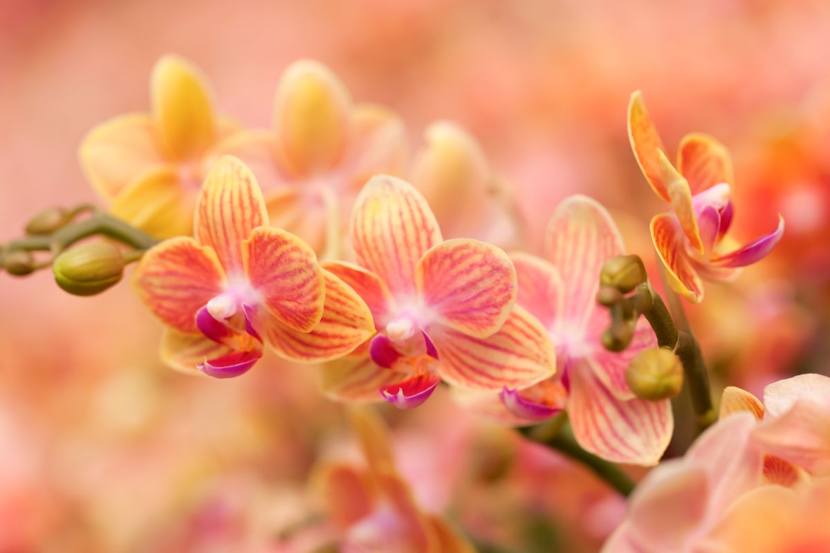 Siga um passo a passo como plantar orquídea; saiba mais agora - reprodução: Canva