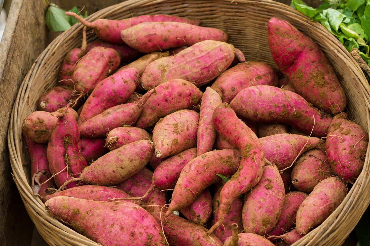 Como cultivar batata-doce na água: aprenda dicas infalíveis para cuidar desse tubérculo - reprodução: Canva