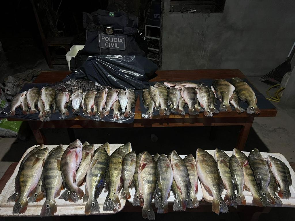 Mais de 60 quilos de peixes fora da medida são apreendidos em ação em MT