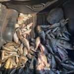 Veja Vídeo: Operação contra crime ambiental apreende 55 quilos de pescado irregular em MT