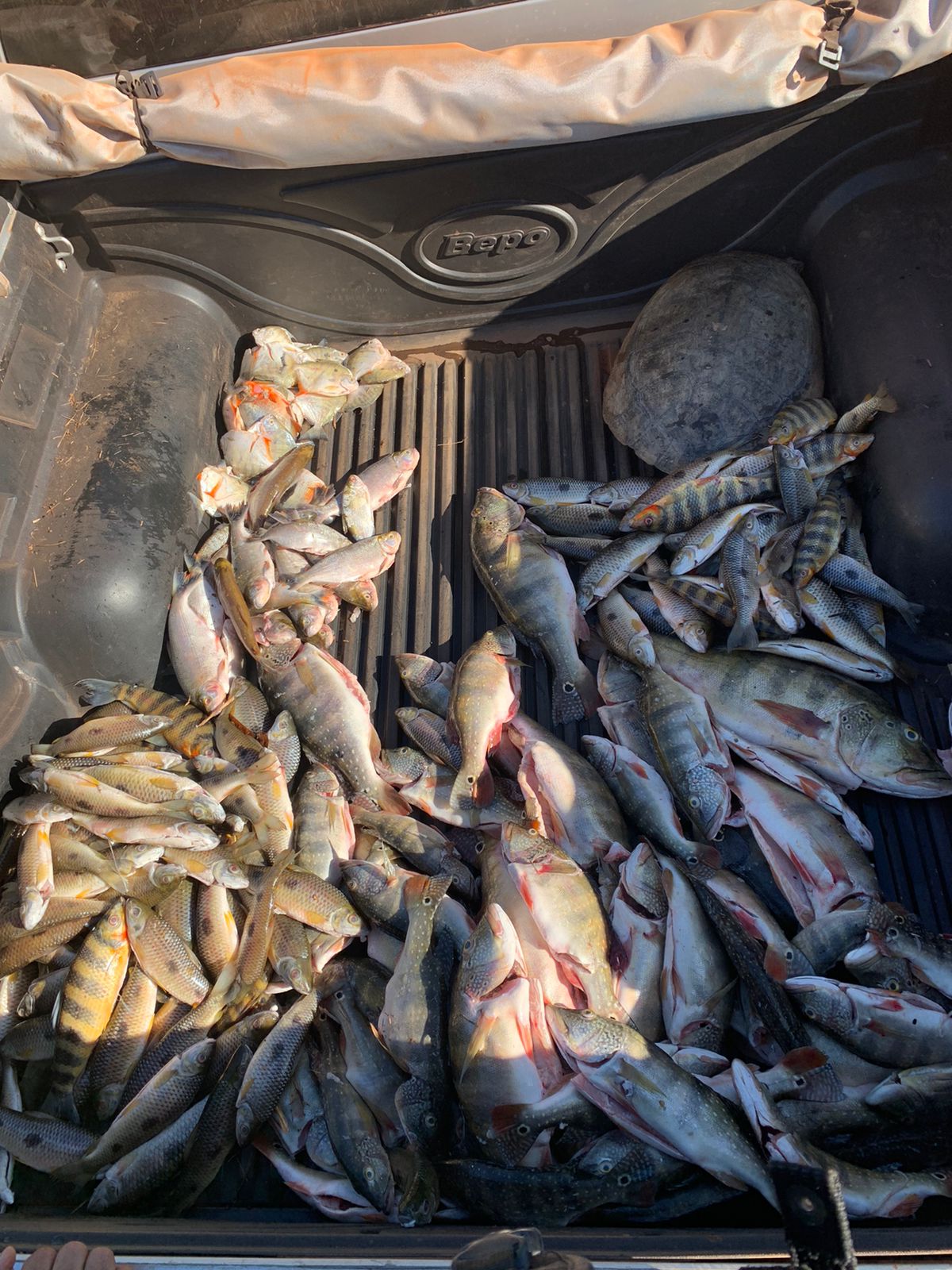 Veja Vídeo: Operação contra crime ambiental apreende 55 quilos de pescado irregular em MT