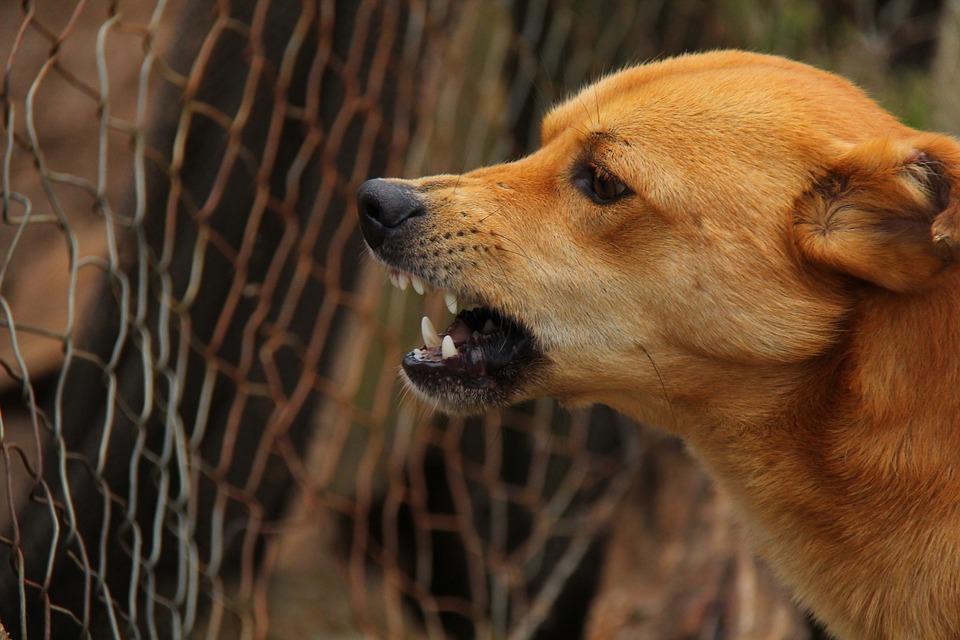 SMS alerta para prevenção contra raiva humana após morte de cachorro em Cuiabá