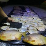 Fiscalização apreende 45 quilos de pescado irregular em Santo Antônio do Leverger