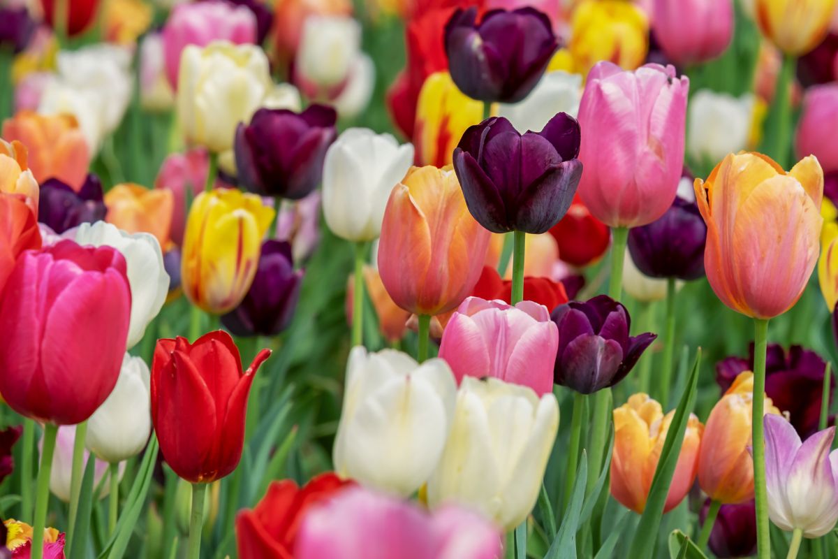 Aprenda como cuidar de tulipas, essa espécie encantadora - reprodução: Canva