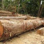 Homens por desmatamento e retirada de tora de madeira em reserva legal são presos em MT