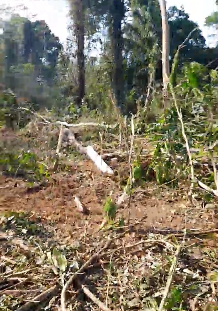 Operação prende em flagrante dono de sítio por desmatamento de vegetação nativa