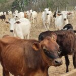 Ação conjunta recupera 57 cabeças de gado roubadas de fazenda em MT