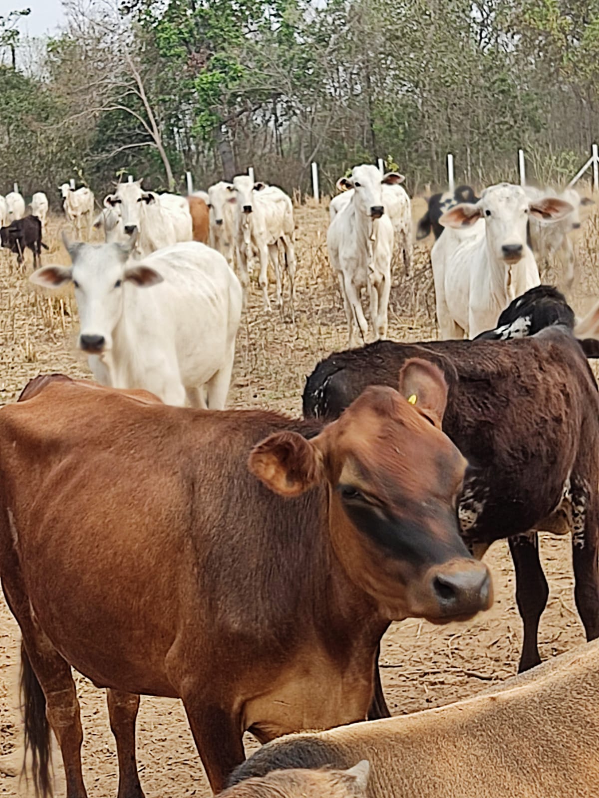 Ação conjunta recupera 57 cabeças de gado roubadas de fazenda em MT