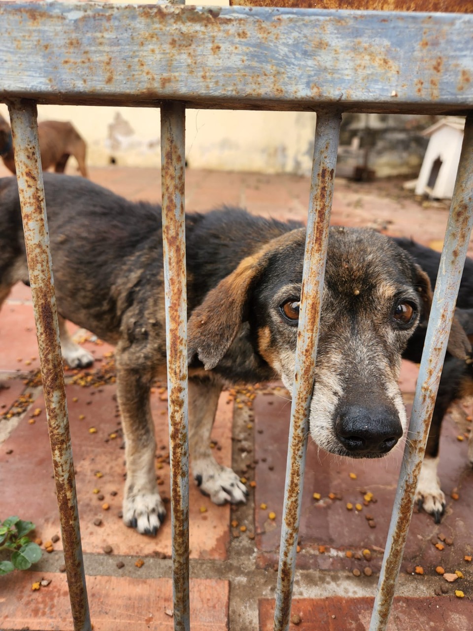 Cães abandonados são resgatados na Capital 