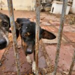 Cães abandonados são resgatados na Capital