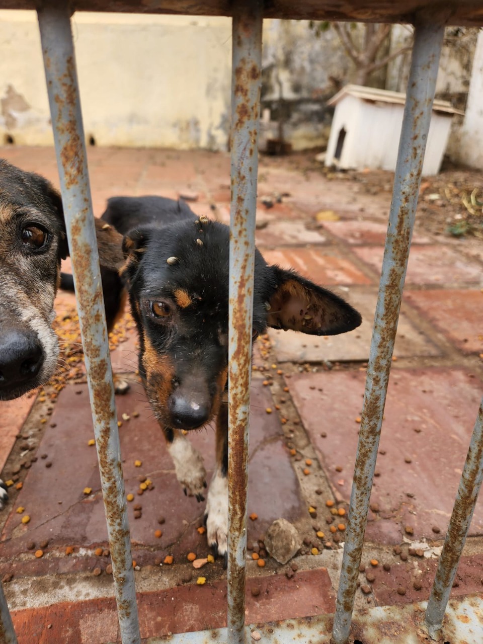 Cães abandonados são resgatados na Capital