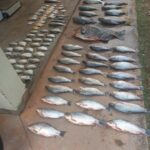 Operação Espinhel Negro apreende 74 quilos de pescado irregular em MT