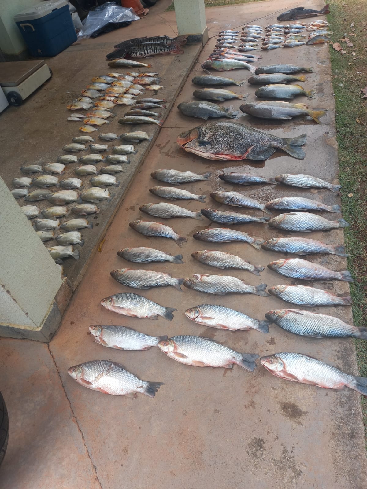 Operação Espinhel Negro apreende 74 quilos de pescado irregular em MT